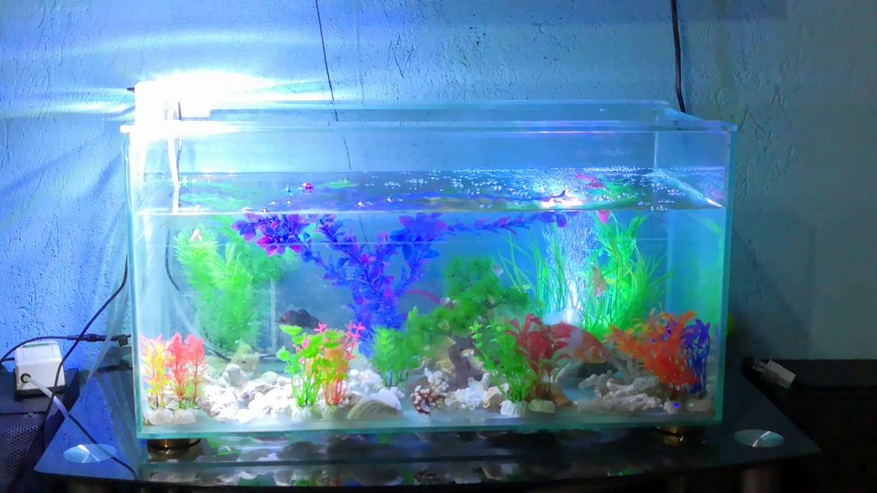 Aquarium Beginner Setup YouTube