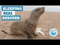 Sleeping Seal Rescued
