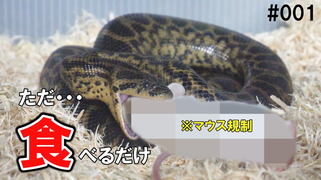 ただ・・・食べるだけ【#001】イエローアナコンダ給餌 / yellow anakonda feeding - YouTube - Cuban Yellow Anaconda Feeding Schedule