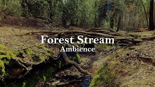FOREST STREAM Ambience | Relaxing River Sounds in Woodland by Asleep In Perfection 608 views 1 year ago 1 hour