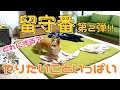 隠しカメラでコーギーのお留守番見たら賢くて怖くなってきた。ぜひ第1弾のお留守番も見てください！