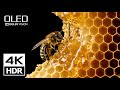 OLED Demo - 4K HDR 60FPS Dolby Vision (4K Video)