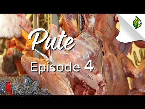 PUTE (4/5) - Ausstallen, Schlachten, Zerlegen (mit Elektrobad-Betäubung)