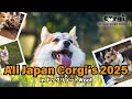 【AJC2025開催】All Japan Corgi !/inドッグリゾートWoof