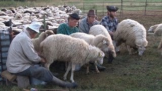 Tradičné ovčiarstvo na Liptove