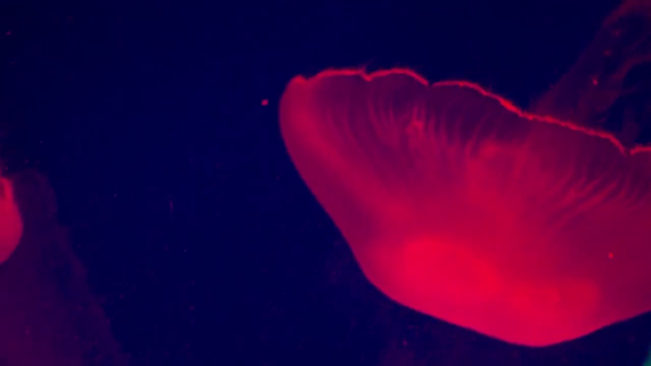 Beautiful Aquarium & Relaxing Music – Study, Reading, Sleep, Yoga – Soothing Ambient Sounds