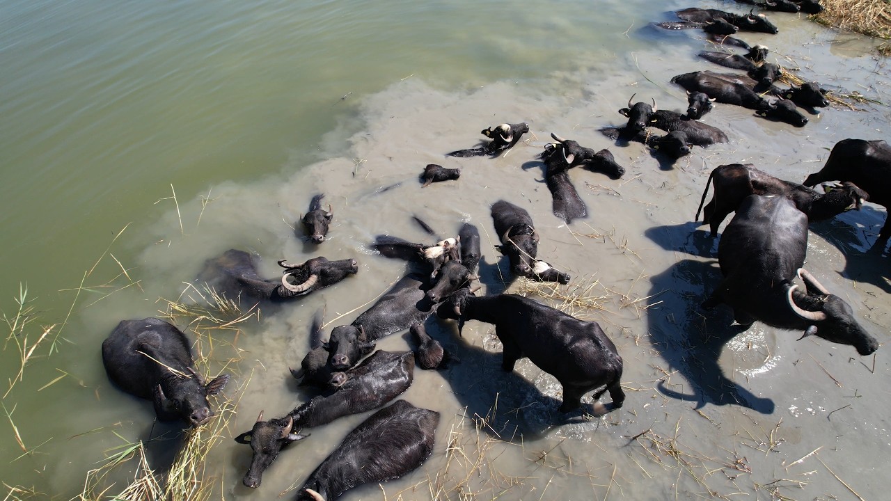 Çiftlikte Yaşam ve Mandalar Belgesel 4K