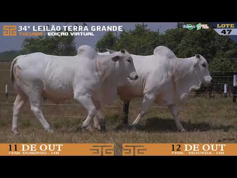 LOTE 047