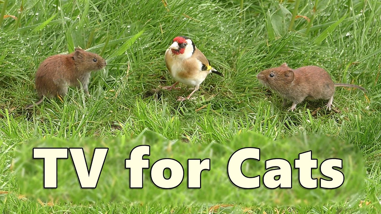 Cat TV Mice for Cats to Watch with A Goldfinch Surprise YouTube
