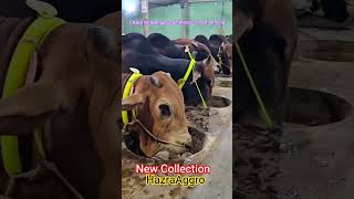 Dhaka Narayanganj commercial smart farming #youtubeshorts #cow #foryou #animals #viral #viralvideo