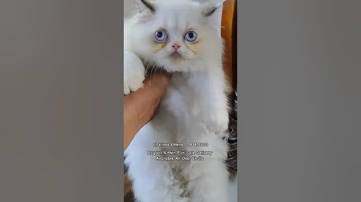Watch the video about Cute Ragdoll Cat Kittens in New Delhi #ragdoll #gurgaon #forsale #mumbai #bangalore #ahmedabad #goa