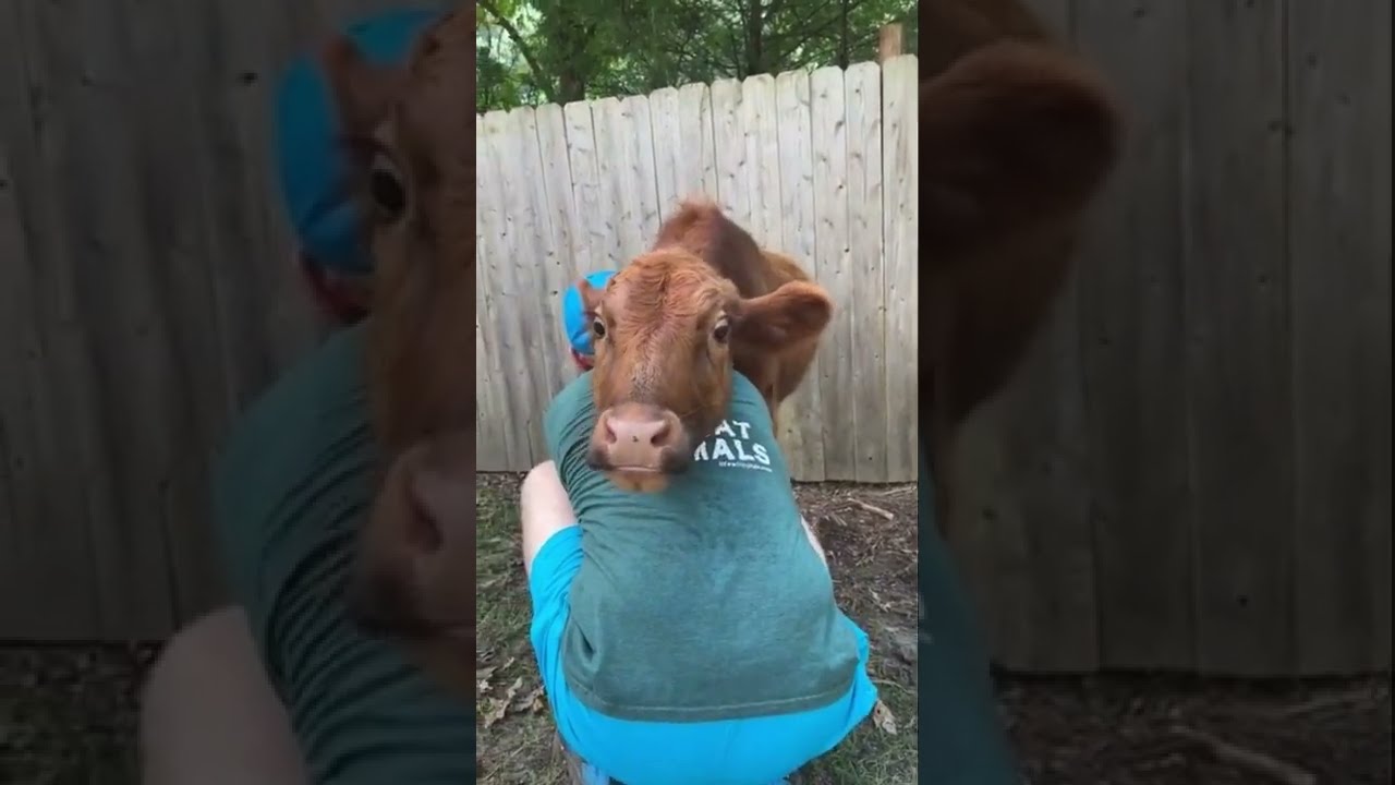 Tiny Cow Named Annie Loves Her Hugs 