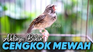 BLACKTHROAT GACOR SUARA JERNIH UNTUK MASTERAN KENARI PAUD BELAJAR BUNYI