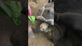 ASMR Feeding Our Giant Aldabra Tortoise &quot;Matilda&quot; 🐢 #shorts