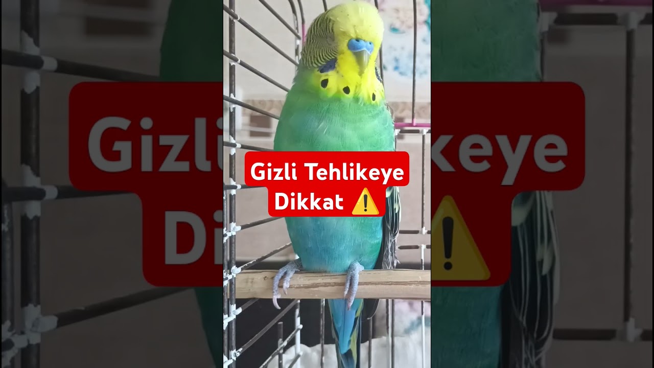 Yemlik Görünümlü Bakteri Yuvasına Dikkat edin ! #muhabbetkuşu #kuşbakımönerileri #kuşbakımıipucu