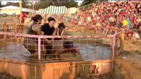 Pig wrestling 2013