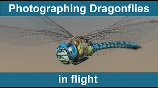 How to Photograph Dragonflies in flight