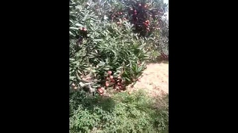 Vai thiêu quê tôi tuân mâu son dong bac giang