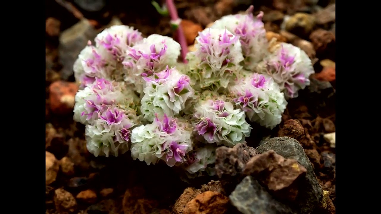 Pussy Paws (Calyptridium monandrum). (2023).