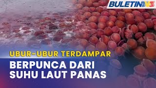 TULAR | Cuaca Panas Punca Ribuan UburUbur Terdampar Di Pantai Kuala Penyu