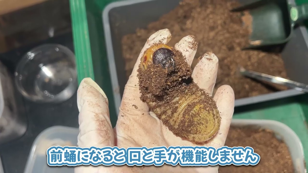 ヘラクレスの《前蛹》の動き - YouTube