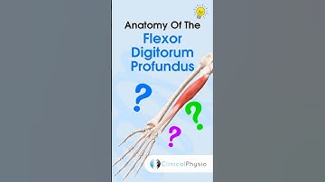 Flexor Digitorum Profundus #physiotherapy #physicaltherapy #anatomy #handanatomy #fingerflexor