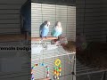 Female/male budgie
