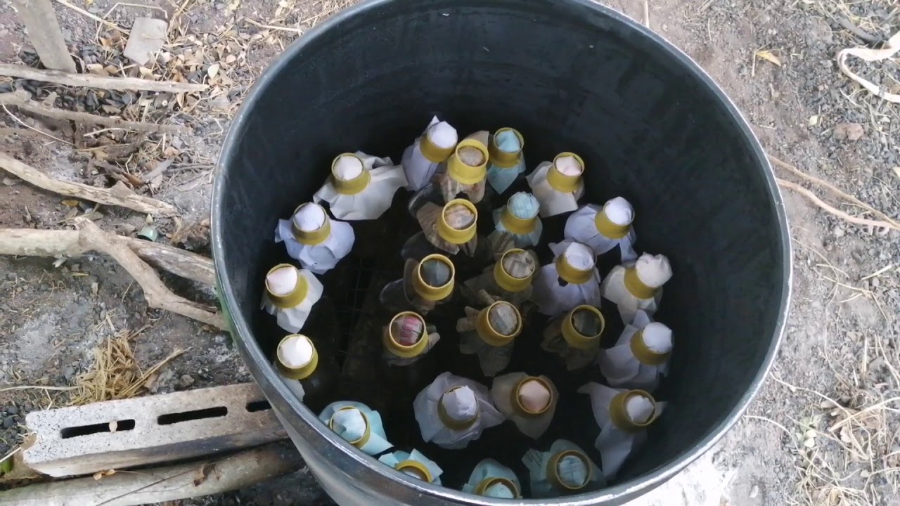 การเพาะเชื้อเห็ด​ Ep.3.​นึ่งหัวเชื้อเห็ด ด้วยหม้อนึ่งแรงดัน 