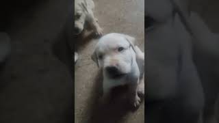 Labrador Retriever Puppies by CutePuppiesVideos 25 views 1 year ago 1 minute, 50 seconds