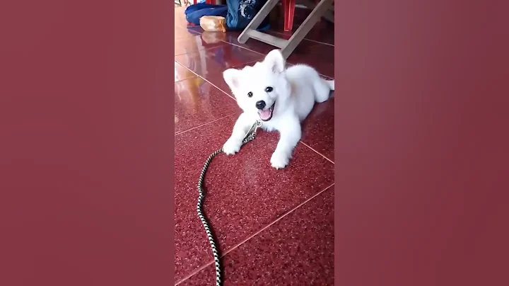 1 months puppy barking voice Pomeranian#short