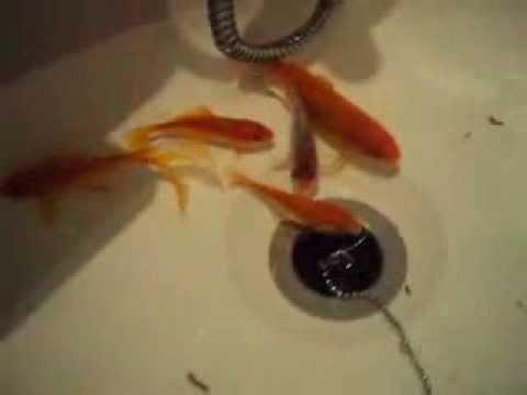 Goldfish In The Bathtub! - YouTube