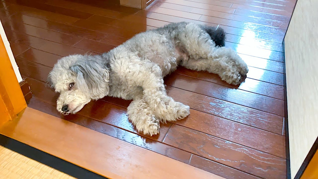 犬が床に落ちてる季節がやってきました Youtube