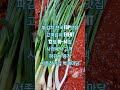 파김치 전국TOP맛집고객감사 EVENT12월 10~14일사전예약 고객 파김치 증정서종장어집 벽계마당 #서종맛집 #장어 #양평장어 #계곡 #파김치맛집 #가평프리스틴밸리cc맛집