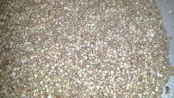 White Buckwheat Color Sorting in Poland