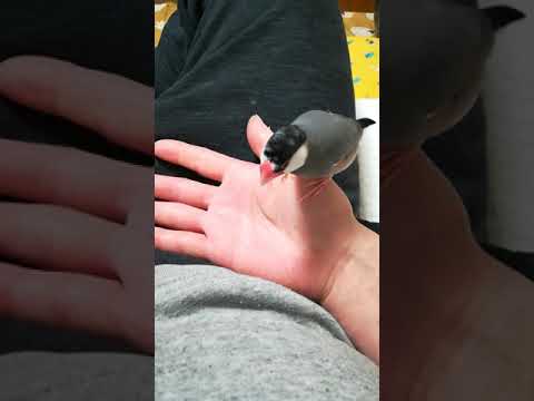 逆剥けをつまみたい文鳥と 阻止する飼い主の小競り合い