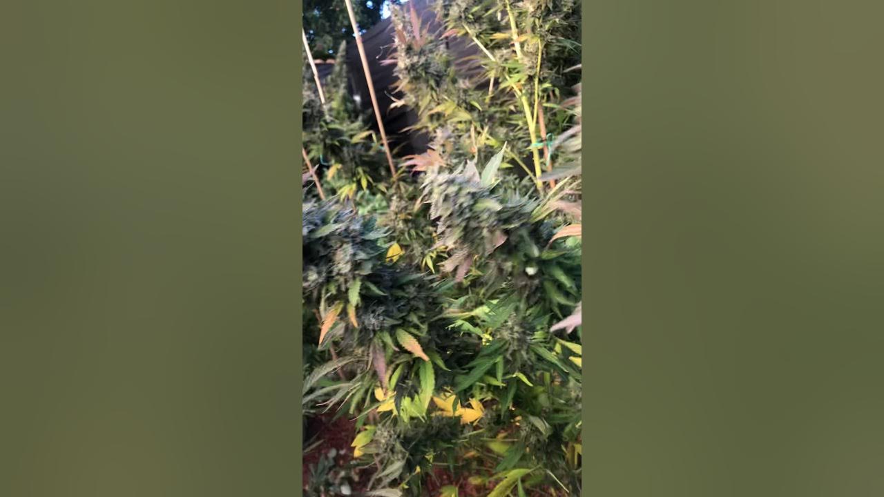 Gmo cookies Out door clones from Harborside 1 week left YouTube