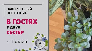 В гостях у двух родных сестер. г. Таллинн | Антиквариат и классика цветоводства