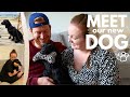 OUR DOG'S HERE! 🐾 Meet Our Cocker Spaniel • Rehoming Our New Family Member 🐶