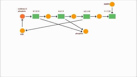 Structural Analysis Using Petri Net Diagrams