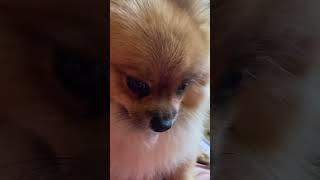 This little guy really wants to show you something #dog #pomeranian #shorts