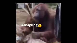 Shitpost status v117