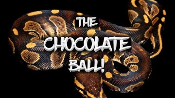 The Potential of the 