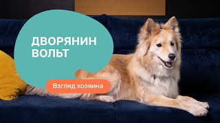 Дворняжка: плюсы и минусы - шоу “Ожидание/реальность”