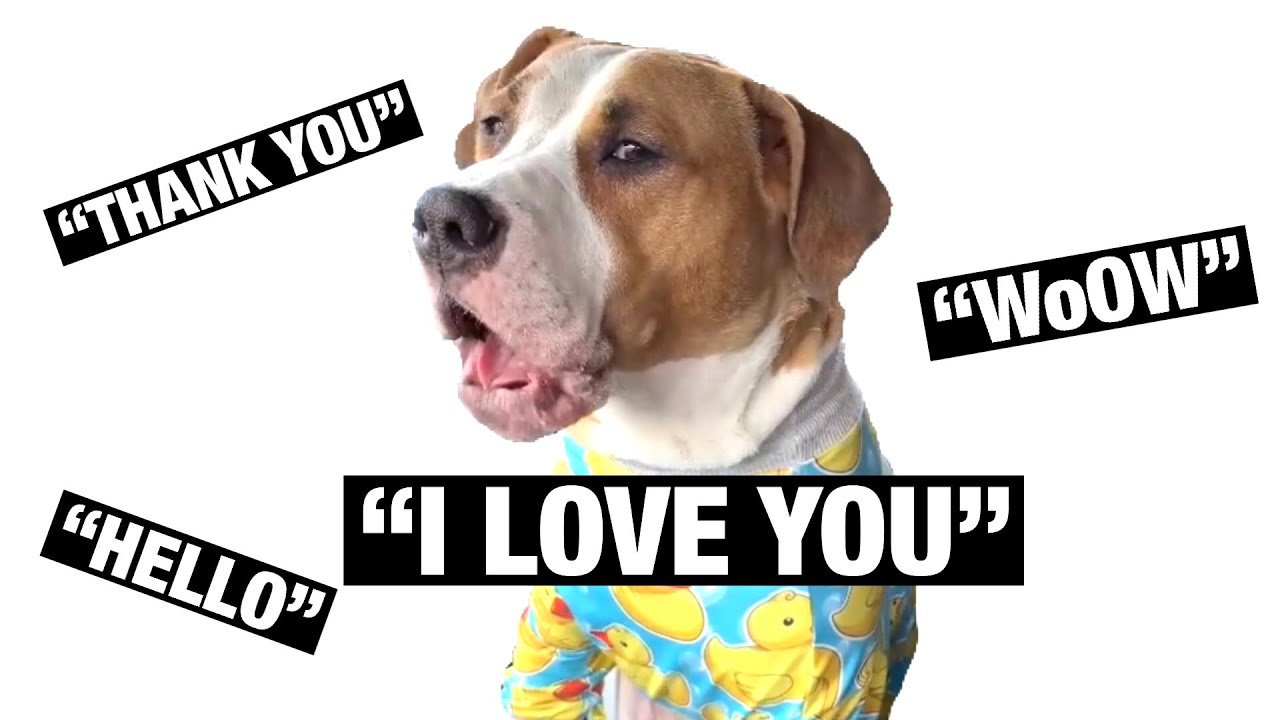 My Dog Speaks Perfect ENGLISH YouTube my-dog-speaks-perfect-english-youtube