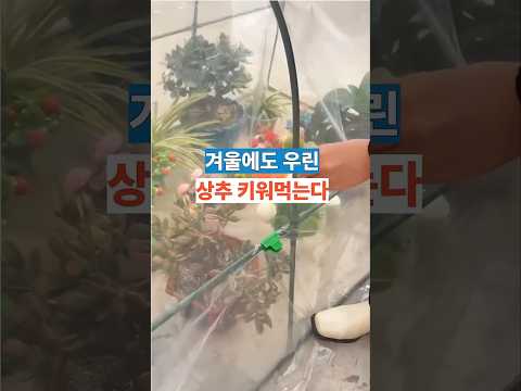 겨울에도 얼어 안 죽는다! 미니 비닐하우스