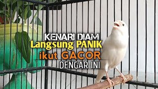 Kenari Gacor Panjang Cuit Cuit Emosi Pancingan Kenari Paud Belajar Bunyi Terapi Ampuh Kenari Macet