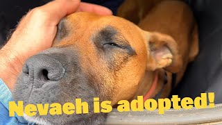 Nevaeh is Adopted | Rover is Happy | Mail Opening