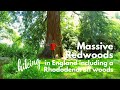 Giant Redwoods, Rhododendron wood, heavenly scents in the Leith Hill area
