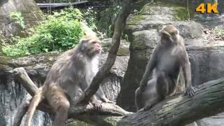 Formosan Rock Macaque  臺灣獼猴 ( 2016 Ultra HD 4K HDR )