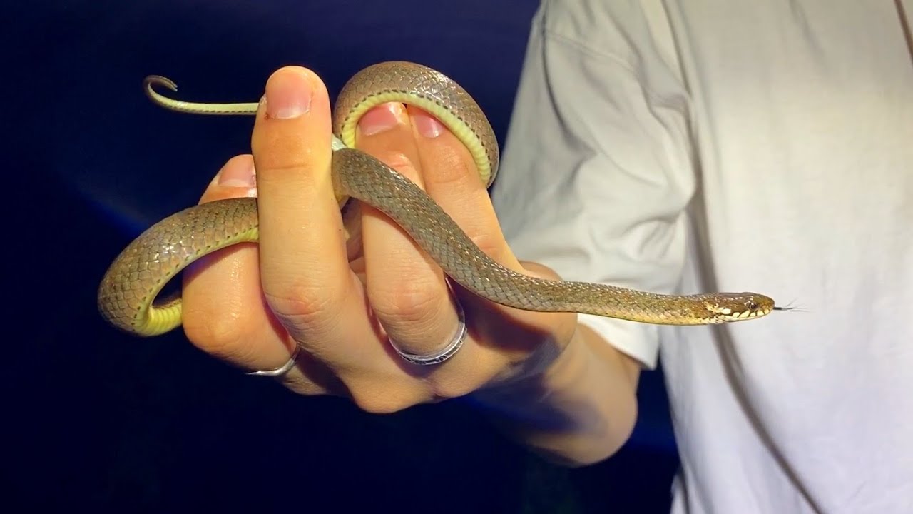 ヤモリの捕まえ方とは 簡単でヤモリに優しい捕獲方法をご紹介 爬虫類探偵spinの部屋